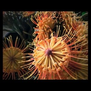 Meet your Posher, Molly